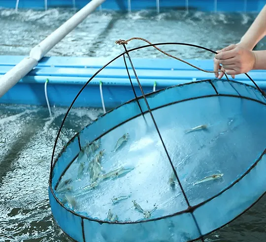 Aquaculture Disinfection